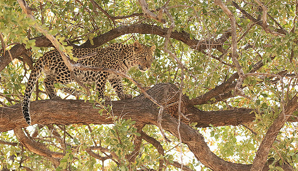 Hwange NP