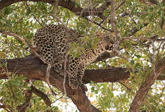 Hwange NP