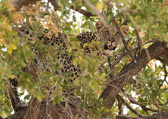 Hwange NP