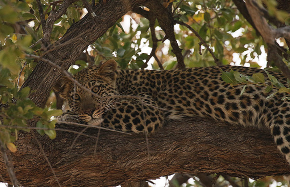 Hwange NP