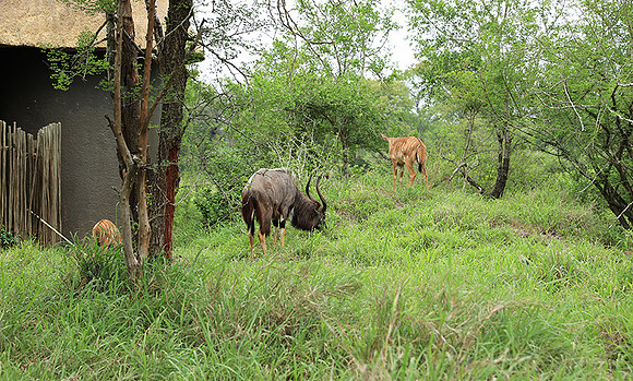 At Lion Sands