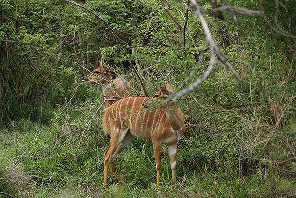 At Lion Sands