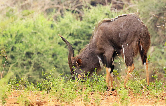 At Kruger NP