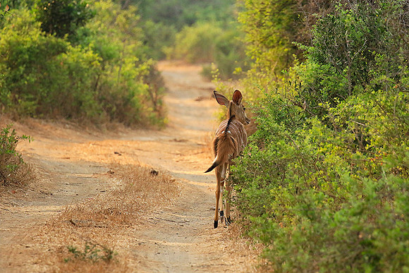 At Kruger NP