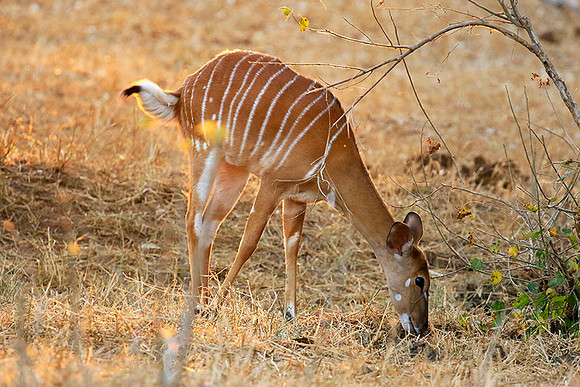 At Kruger NP