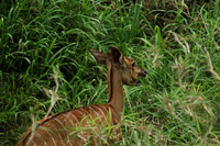 At Lion Sands