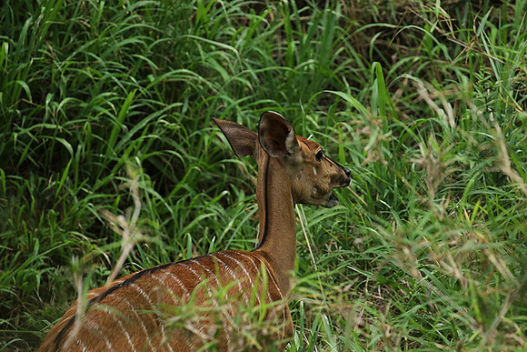 At Lion Sands