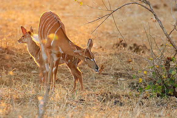 At Kruger NP