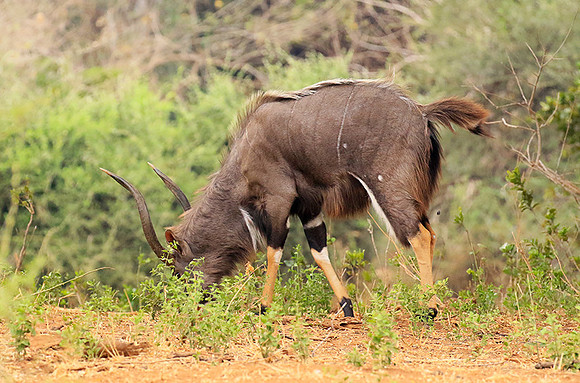 At Kruger NP