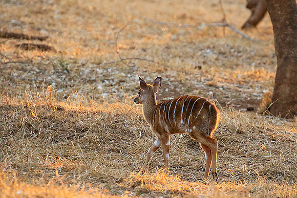 At Kruger NP