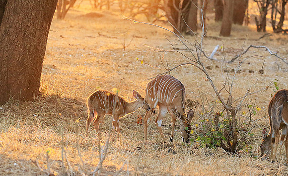 At Kruger NP