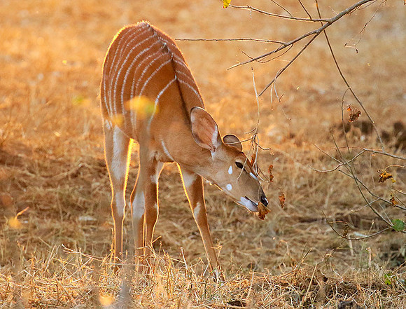 At Kruger NP