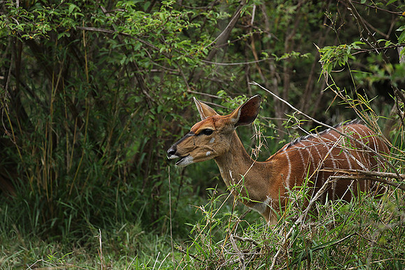 At Lion Sands