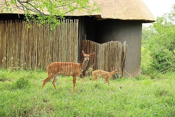 At Lion Sands