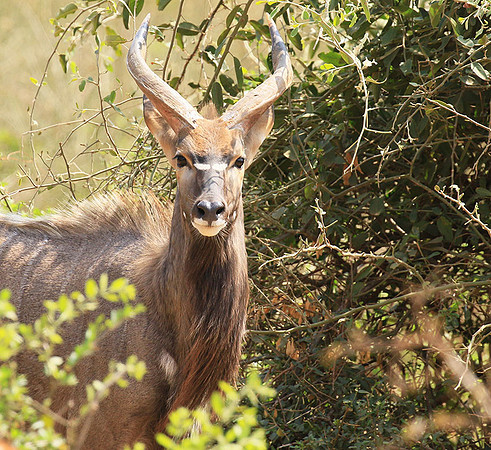 At Kruger NP
