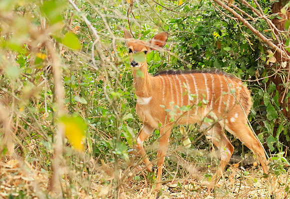 At Kruger NP