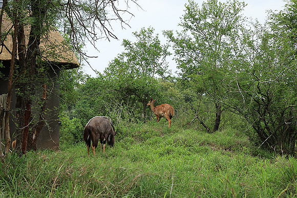 At Lion Sands