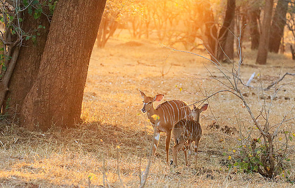 At Kruger NP