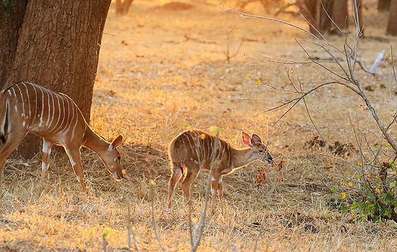 At Kruger NP