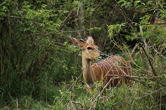At Lion Sands