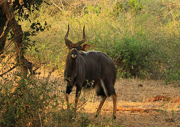 At Kruger NP