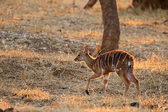 At Kruger NP