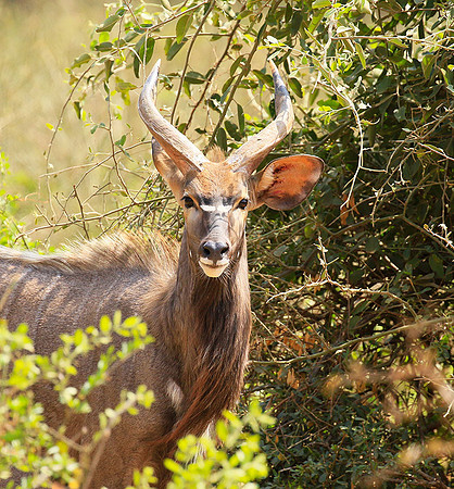 At Kruger NP