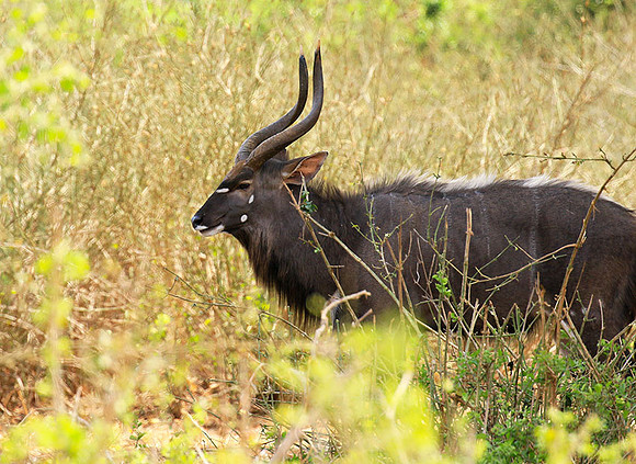 At Kruger NP