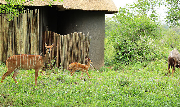At Lion Sands