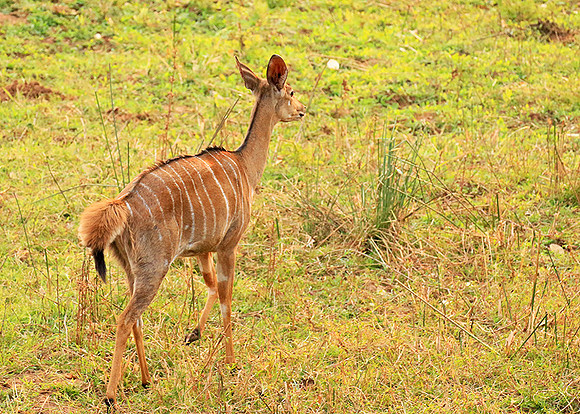 At Kruger NP