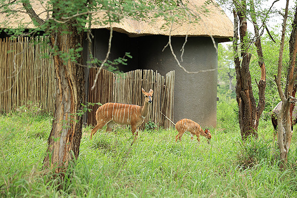At Lion Sands