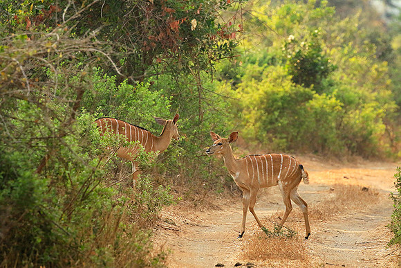 At Kruger NP