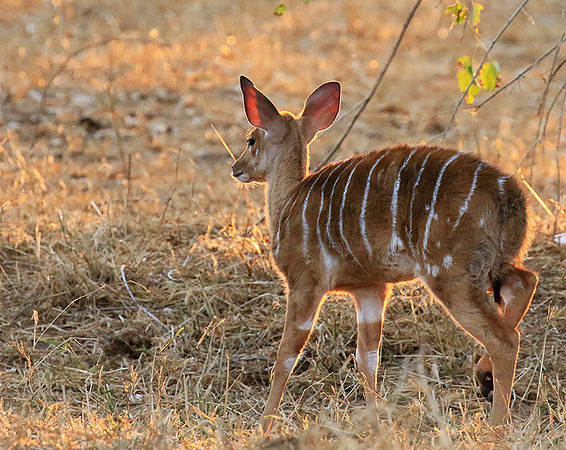 At Kruger NP