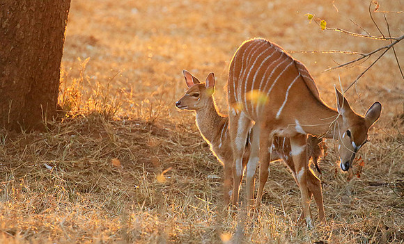 At Kruger NP