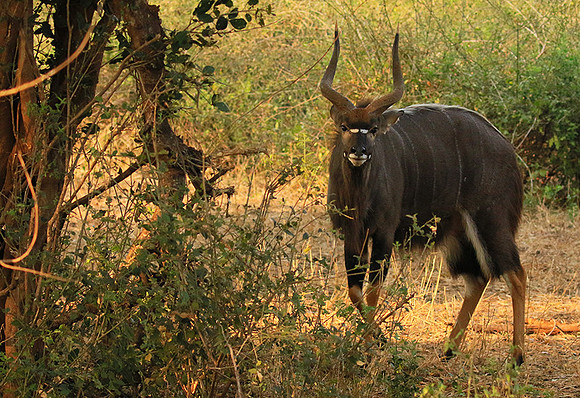 At Kruger NP