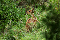 At Lion Sands