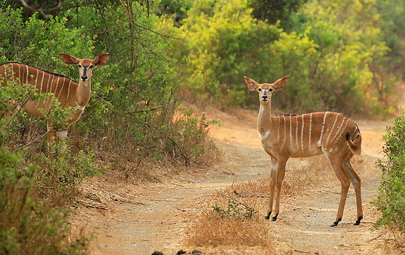 At Kruger NP
