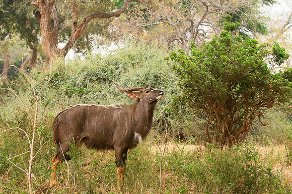 At Kruger NP