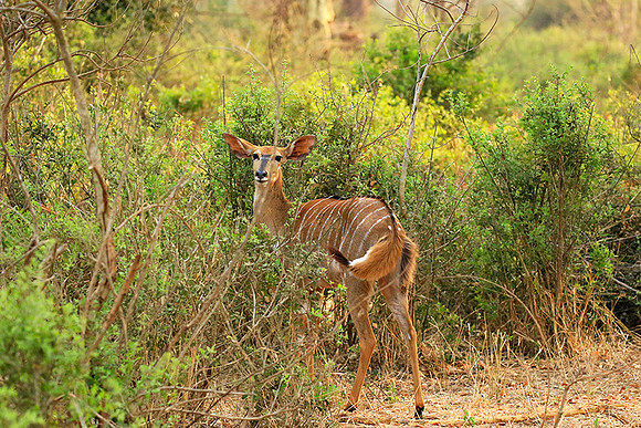 At Kruger NP