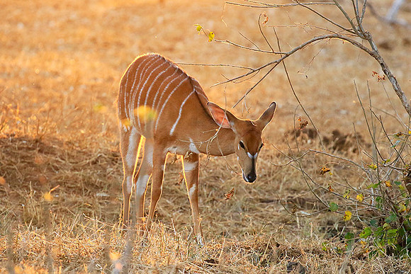 At Kruger NP