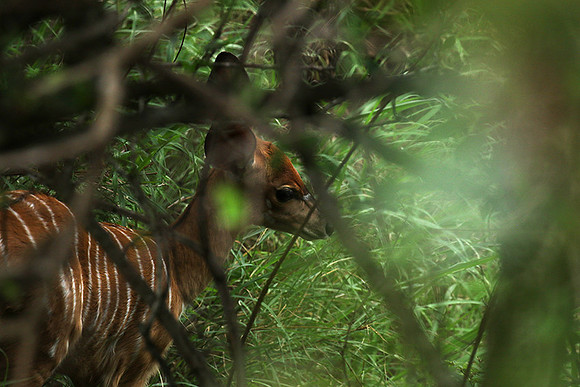 At Lion Sands