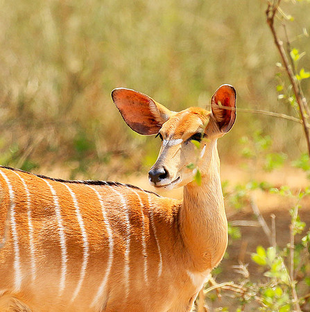 At Kruger NP