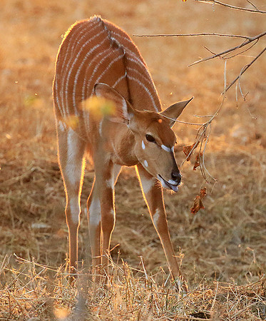 At Kruger NP