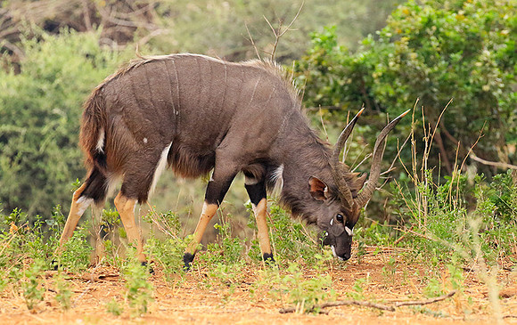 At Kruger NP
