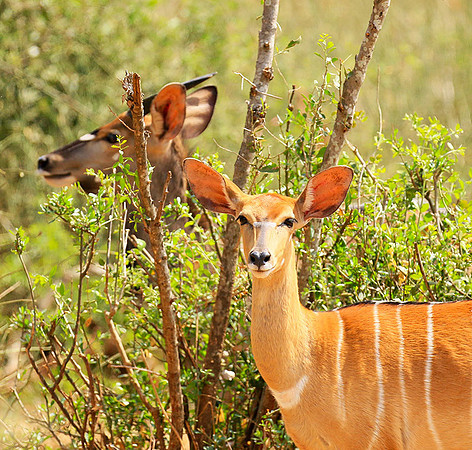 At Kruger NP