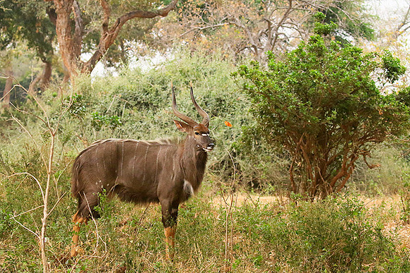 At Kruger NP