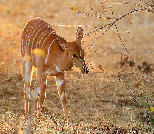 At Kruger NP
