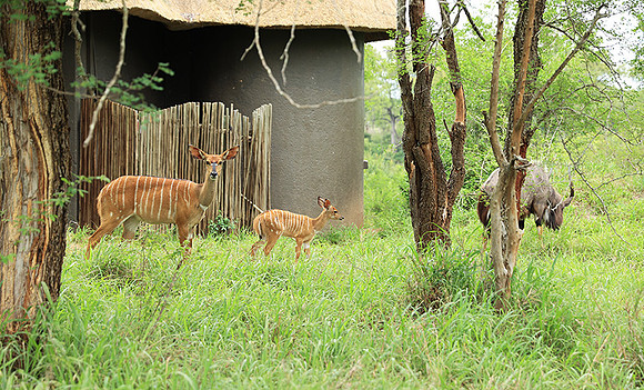 At Lion Sands