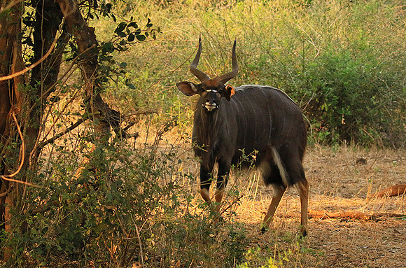 At Kruger NP