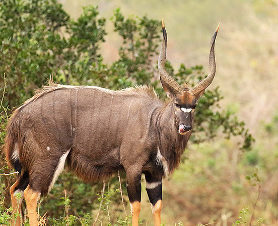 At Kruger NP
